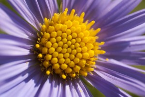 Purple Aster II