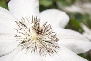 Clematis