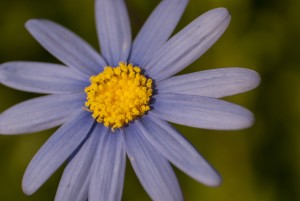 Purple Aster III