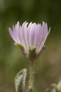 Purple Aster