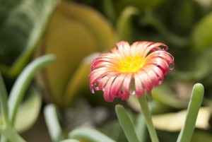 Curled Aster