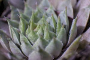 Hen and Chicks